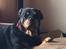 Rottweiler Mollie<3 |Molsen|<3 R.I.P Min trold..<3