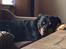 Rottweiler Mollie<3 |Molsen|<3 R.I.P Min trold..<3