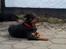 Rottweiler Mollie<3 |Molsen|<3 R.I.P Min trold..<3