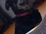 Rottweiler Mollie<3 |Molsen|<3 R.I.P Min trold..<3