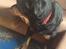 Rottweiler Mollie<3 |Molsen|<3 R.I.P Min trold..<3