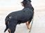 Rottweiler Mollie<3 |Molsen|<3 R.I.P Min trold..<3
