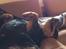 Rottweiler Mollie<3 |Molsen|<3 R.I.P Min trold..<3