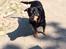 Rottweiler Mollie<3 |Molsen|<3 R.I.P Min trold..<3