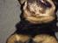 Rottweiler Mollie<3 |Molsen|<3 R.I.P Min trold..<3