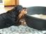 Rottweiler Mollie<3 |Molsen|<3 R.I.P Min trold..<3
