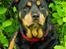 Rottweiler Mollie<3 |Molsen|<3 R.I.P Min trold..<3
