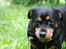 Rottweiler Mollie<3 |Molsen|<3 R.I.P Min trold..<3