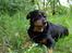 Rottweiler Mollie<3 |Molsen|<3 R.I.P Min trold..<3