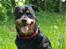 Rottweiler Mollie<3 |Molsen|<3 R.I.P Min trold..<3
