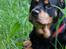 Rottweiler Mollie<3 |Molsen|<3 R.I.P Min trold..<3