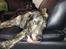 Blanding af racer Tayson
