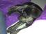 Blanding af racer Tayson