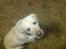 Labrador retriever Jeff <3 <3