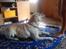 Labrador retriever Jeff <3 <3