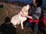 Labrador retriever Jeff <3 <3