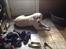 Labrador retriever Jeff <3 <3