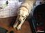 Labrador retriever Jeff <3 <3
