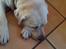 Labrador retriever Jeff <3 <3