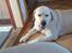 Labrador retriever Jeff <3 <3