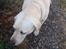 Labrador retriever Jeff <3 <3