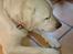 Labrador retriever Jeff <3 <3