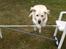 Labrador retriever Jeff <3 <3