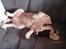 Engelsk springer spaniel Dolph