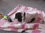 Engelsk springer spaniel Dolph