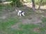 Engelsk springer spaniel Dolph