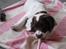 Engelsk springer spaniel Dolph