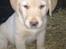 Labrador retriever Marvin