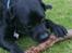 Labrador retriever Elvis