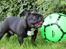 Fransk bulldog Marley