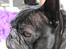 Fransk bulldog Marley