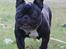 Fransk bulldog Marley