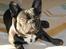 Fransk bulldog Marley