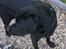 Labrador retriever Elvis