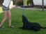 Labrador retriever Elvis