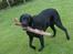 Labrador retriever Elvis