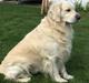 Golden retriever Sofus