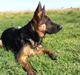 Schæferhund Maegaards Bosco