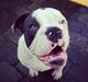 Olde english bulldogge Obie Blue
