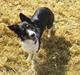 Border collie Mille