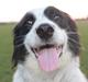 Border collie Lucky