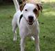Parson russell terrier HiJacks 1st New Years Venturo