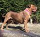Dogue de bordeaux Den Røde Løber Michell's Eternity - Malou