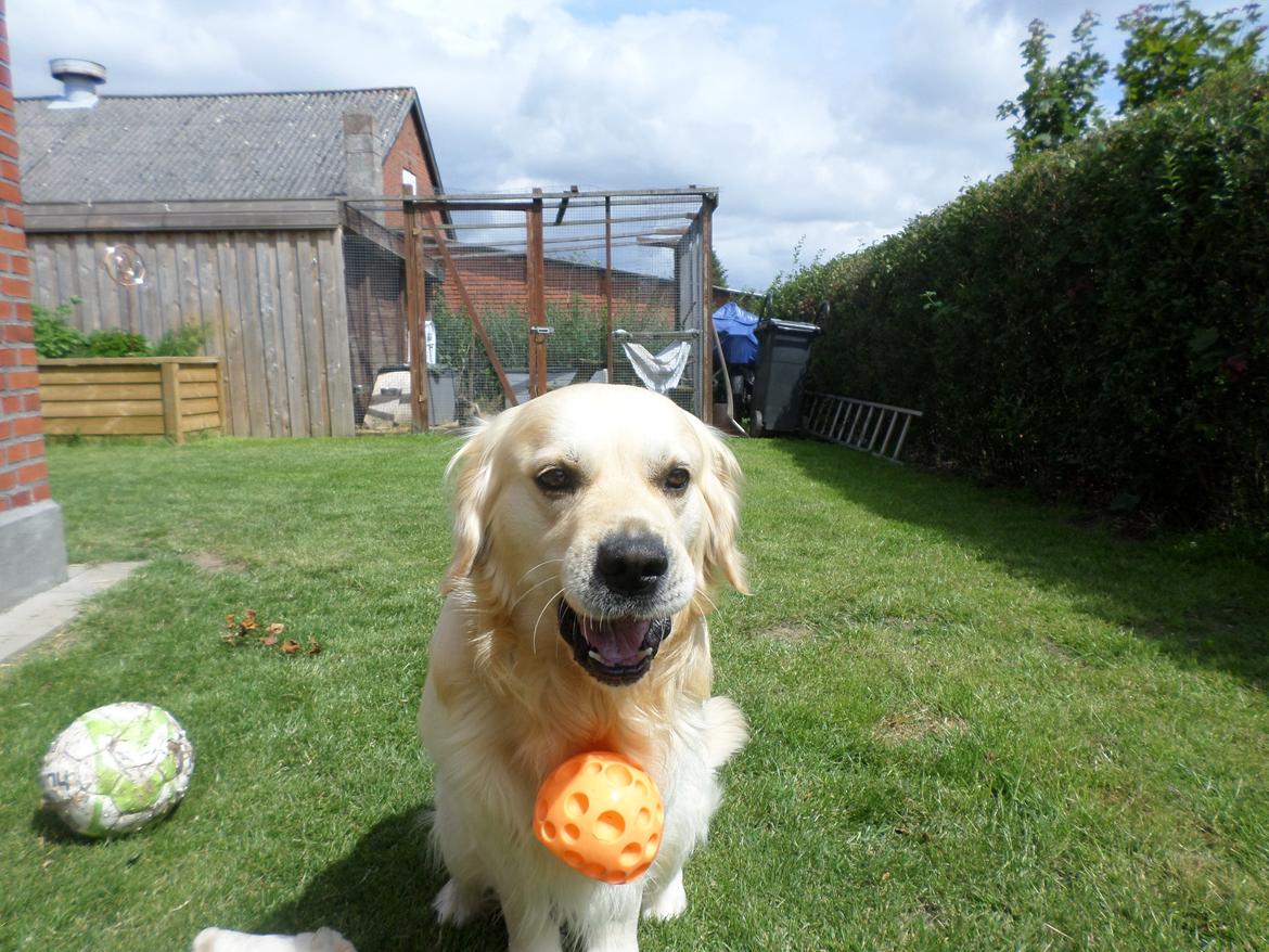 Golden retriever Carlo billede 33