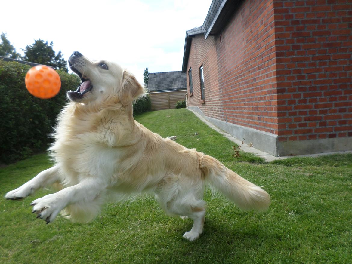 Golden retriever Carlo billede 39