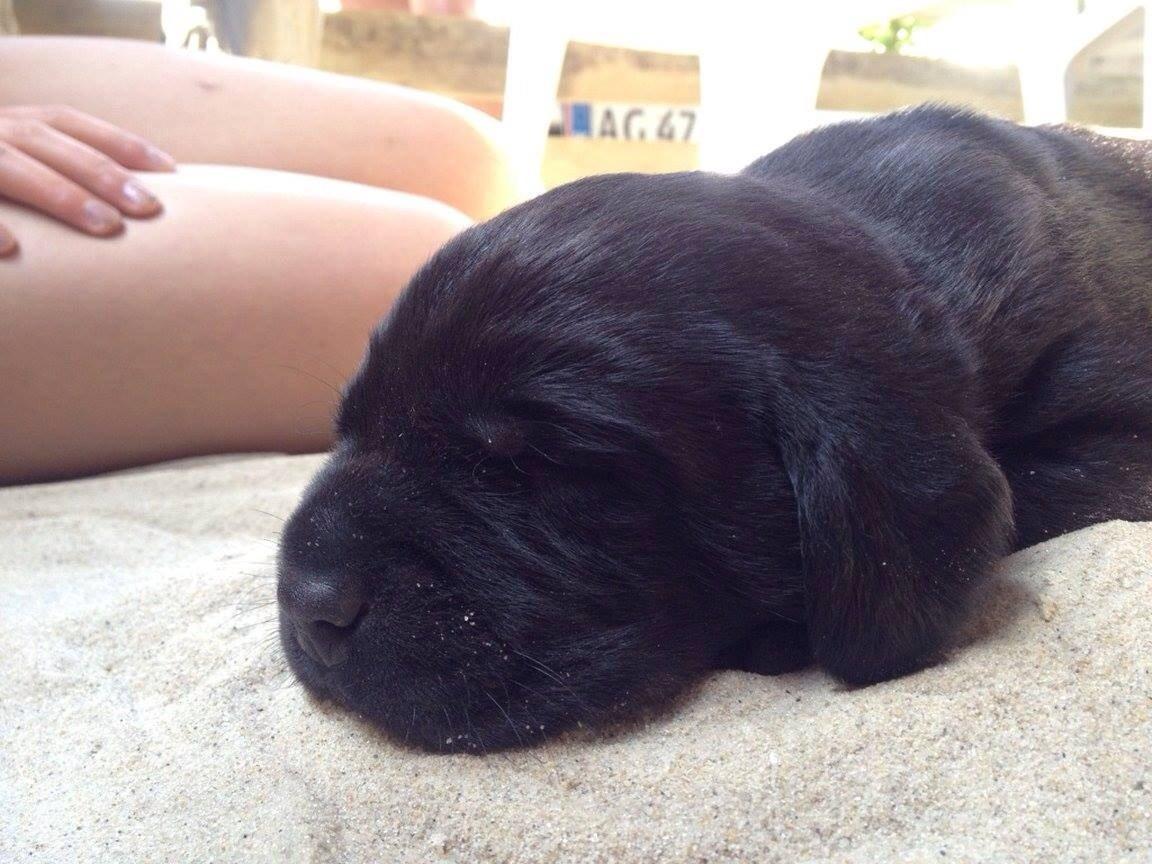 Labrador retriever Frodo (min skat) billede 29